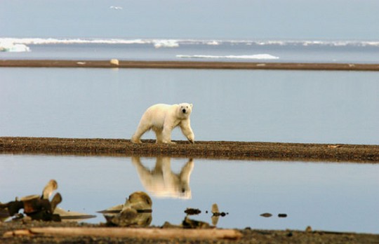 klimaforandring